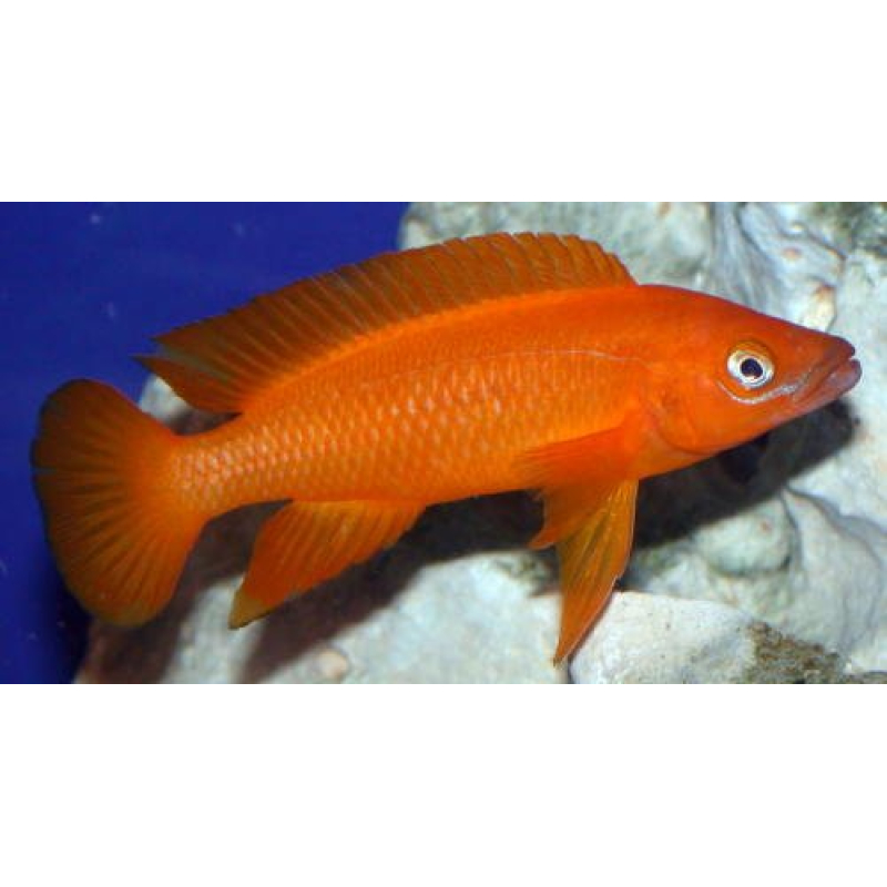 Lamprologus Leleupi orange 4-5cm